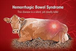 Hemorrhagic Bowel Syndrome