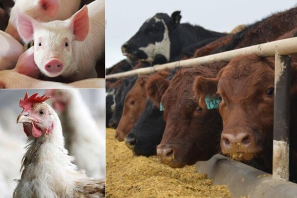 Livestock