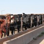 TripleKFeedlot (002).jpg