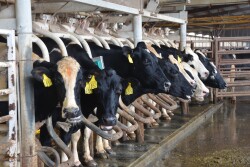 Learn from observations related to the most recent financial summaries written by Penn State Extension's dairy business management team.