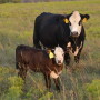 BT_Cow_Calf_3