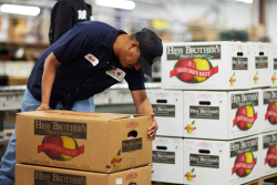 Hess Bros. Fruit Co. apple shipping