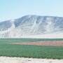G and R Farms onion field 