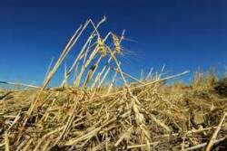 wheat_hail_billingsgazette