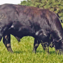 Bull grazing bahiagrass