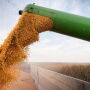 Corn and Soybean Producers Turning to Options in a High Volatility Environment