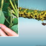 Soybean Aphids