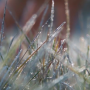 Summer-like temperatures could taper off in some growing areas this week. Cindi Clawson has your week-long forecast. 