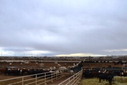BT_Feedlot_Receiving_Pens