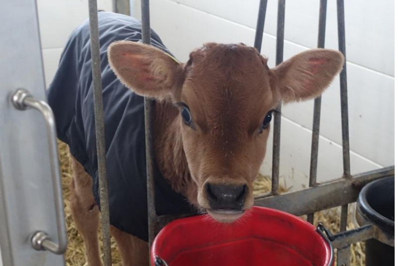  A team of Brazilian researchers recently conducted a study on the longer-term impact of colostrum on calves’ ability to tolerate cold and regulate their body temperatures.