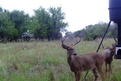 Deer enjoy the bounty of a food plot.