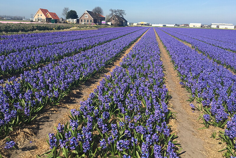 The Netherlands is the most-expensive country to buy farmland in Europe.