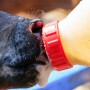 Calf Drinking Bottle