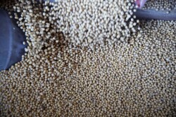 Soybeans fall into a bin as a trailer is filled at a farm in Buda, Illinois, U.S., July 6, 2018. REUTERS/Daniel Acker