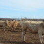 BT_Feedlot_Cattle