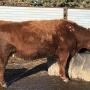 Lice on cattle