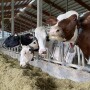 Dairy cows at feedbunk_PDPW