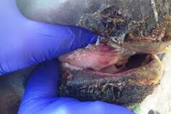 Signs of VSV, such as blisters and sores on the mouth, tongue, muzzle and the coronary band above the hooves, can appear similar to those for foot and mouth disease (FMD).



