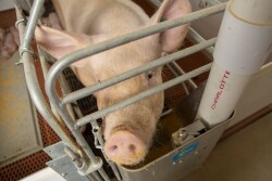 Sow eating