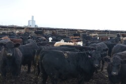 BT_Feedlot_Cattle