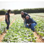 Chelsea Consalo, vice president of produce for Consalo Family Farms; Ralph Donato, director of purchasing; and Skip Consalo, president, check out the company’s crops.