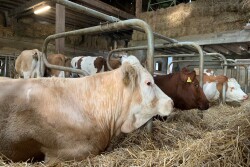 Beef cows