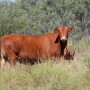 BT_South_Texas_Cow