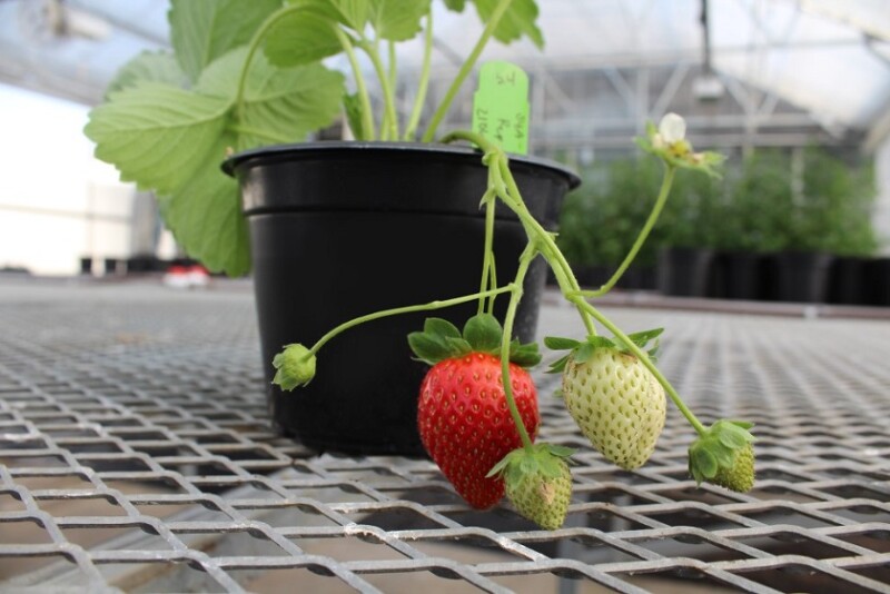 J.R. Simplot Company and Plant Sciences Inc. create a strategic ...