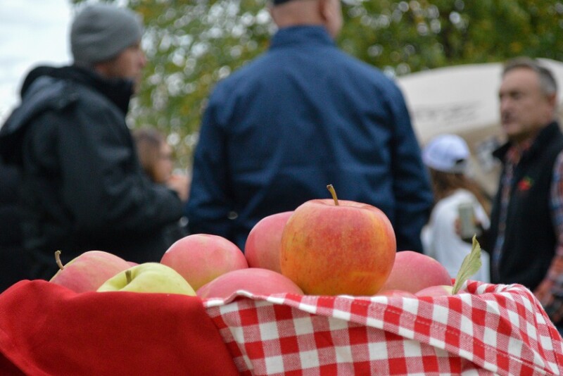 belleharvest apple harvest