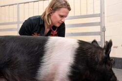 Vet checking a showpig