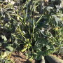 Weather in Guaymas, Sonora, Mexico, has been unseasonably cold, says Al Voll, salesman at Fresh Farms in Rio Rico, Ariz.