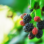 Blackberries