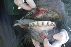 The Pirbright Institute and its research partners have granted MSD Animal Health an exclusive commercial license for a new, effective and affordable vaccine to protect livestock against several serotypes of foot-and-mouth disease virus (FMDV).