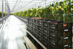 IFCO RPCs greenhouse tomatoes