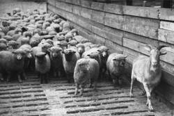 Judas goat procession