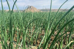 Onion field