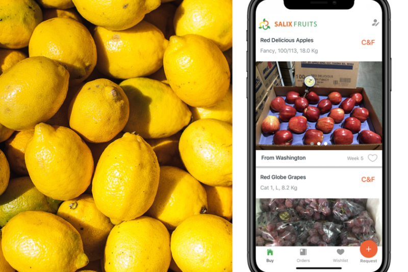 Salix fruits.png