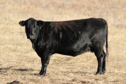 Nebraska Beef Cow
