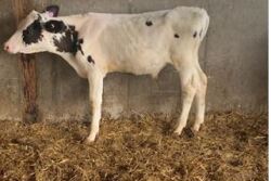 Salmonella infections commonly appear as gastro-intestinal issues; however, S. Dublin most often presents in calves as a respiratory illness.