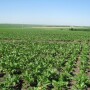 sugarbeet field