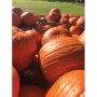 Turek Farms is sticking with tried and true crops this year considering COVID-19-related market uncertainties.