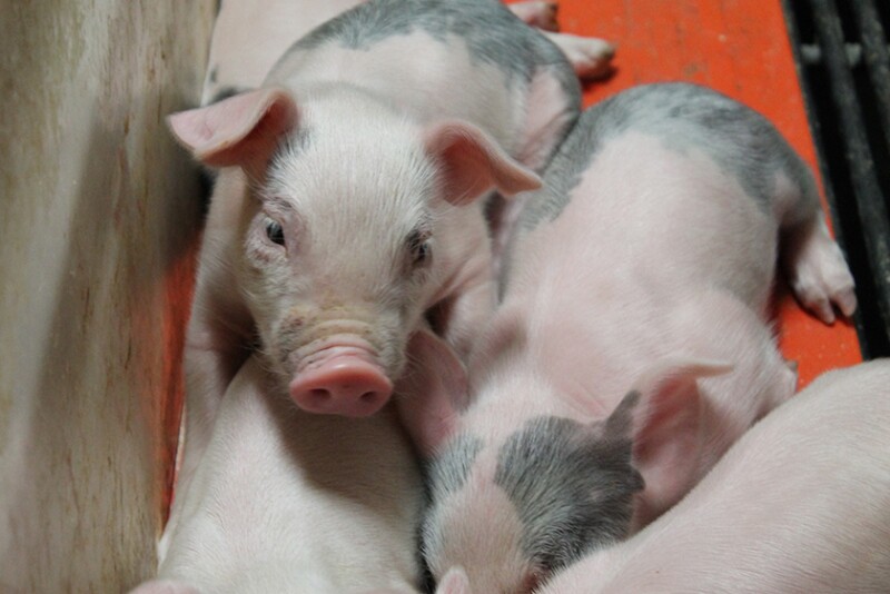 Piglets