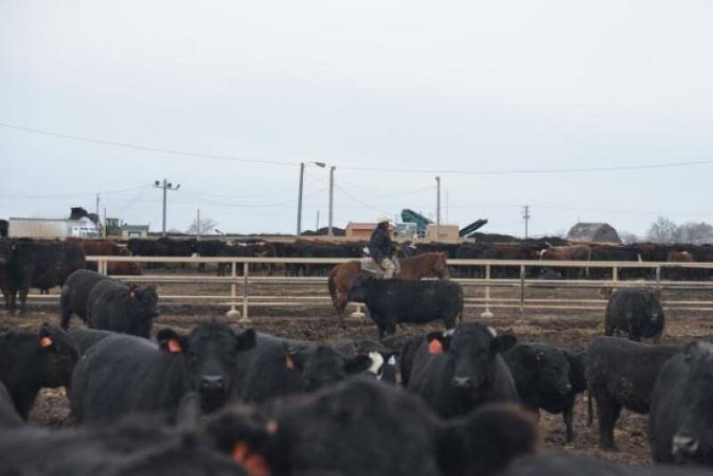 Heifer slaughter is up 7.4 percent from one year ago.