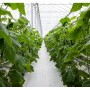 Great Lakes Greenhouses