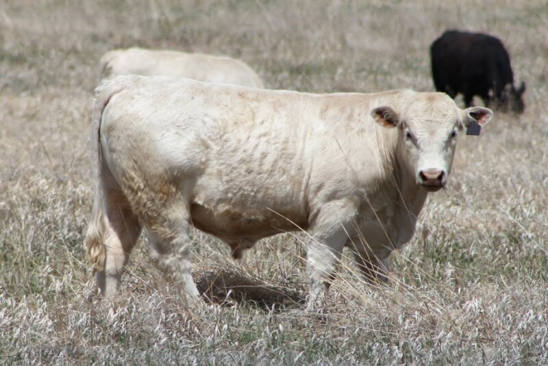 Charolais_Bull