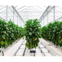 pure-hot-house-peppers.jpg