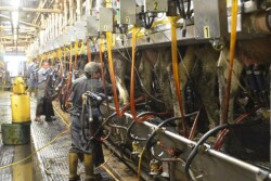 DT_Dairy_Parlor_Employees
