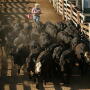 Cattle sorting