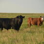 Test bulls prior to breeding season