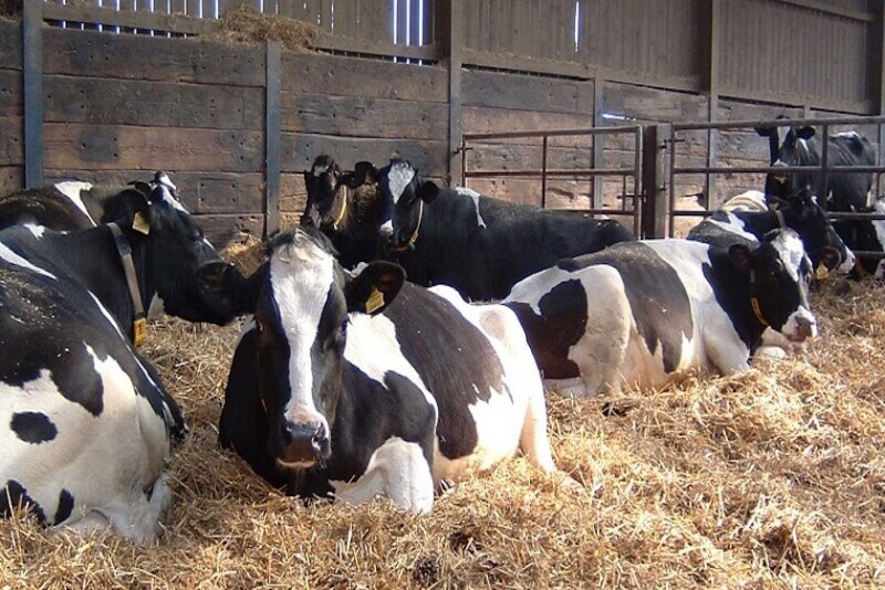 Holstein Dry Cows